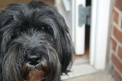 Portrait of hairy black dog