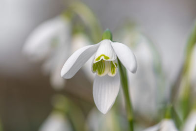 Close-up of white flowering plant