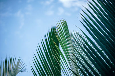 Low angle view of palm tree against sky