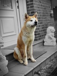 Close-up of a dog