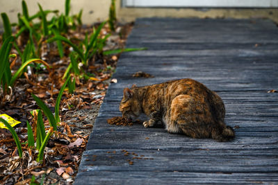 Close-up of cat sitting on wood