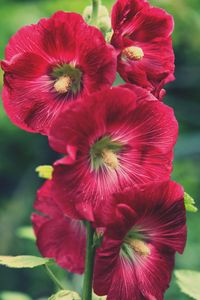 Close-up of flower blooming outdoors