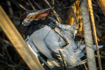 Close-up of bird perching on branch