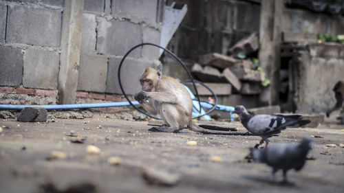 Monkey sitting on wall