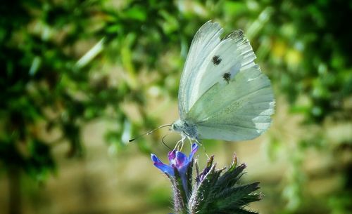 Close-up of butterfly on flower