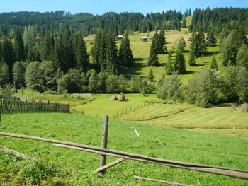 Scenic view of trees on field