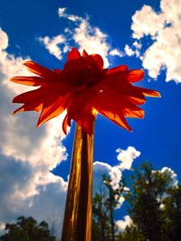 Low angle view of red flower blooming against sky