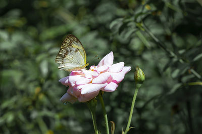 Close-up of butterfly pollinating on pink flower