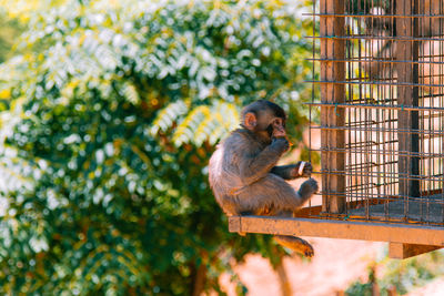 Side view of monkey sitting by cage