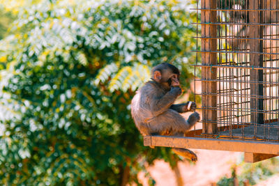 Monkey sitting on tree