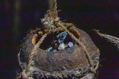 Close-up portrait of iguana