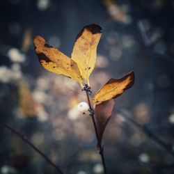 Close-up of dry maple leaf during autumn