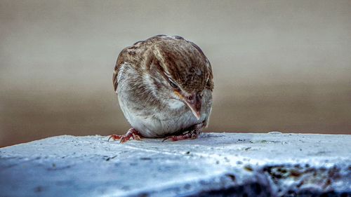 Close-up of a bird