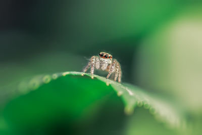 Close-up of spider on leaf