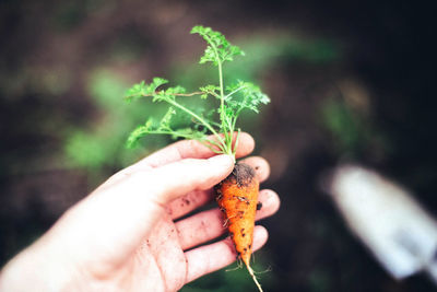 Close-up of hand holding small plant