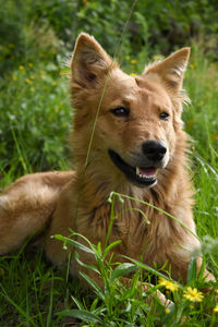 Portrait of a dog on field