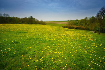 Scenic view of field against sky