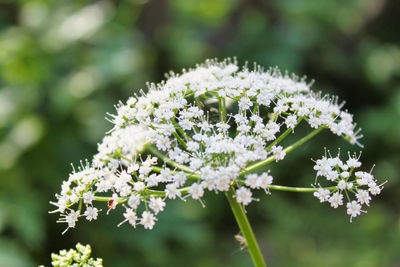 Close-up of white flowering plant