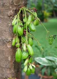 Close-up of fruit growing on tree