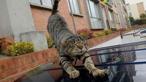 Cat relaxing on window of building