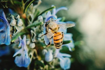 Close-up of bee pollinating on flower