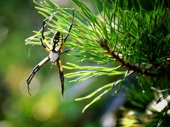 Close-up of insect on plant