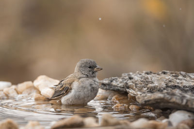 Close-up of bird in lake