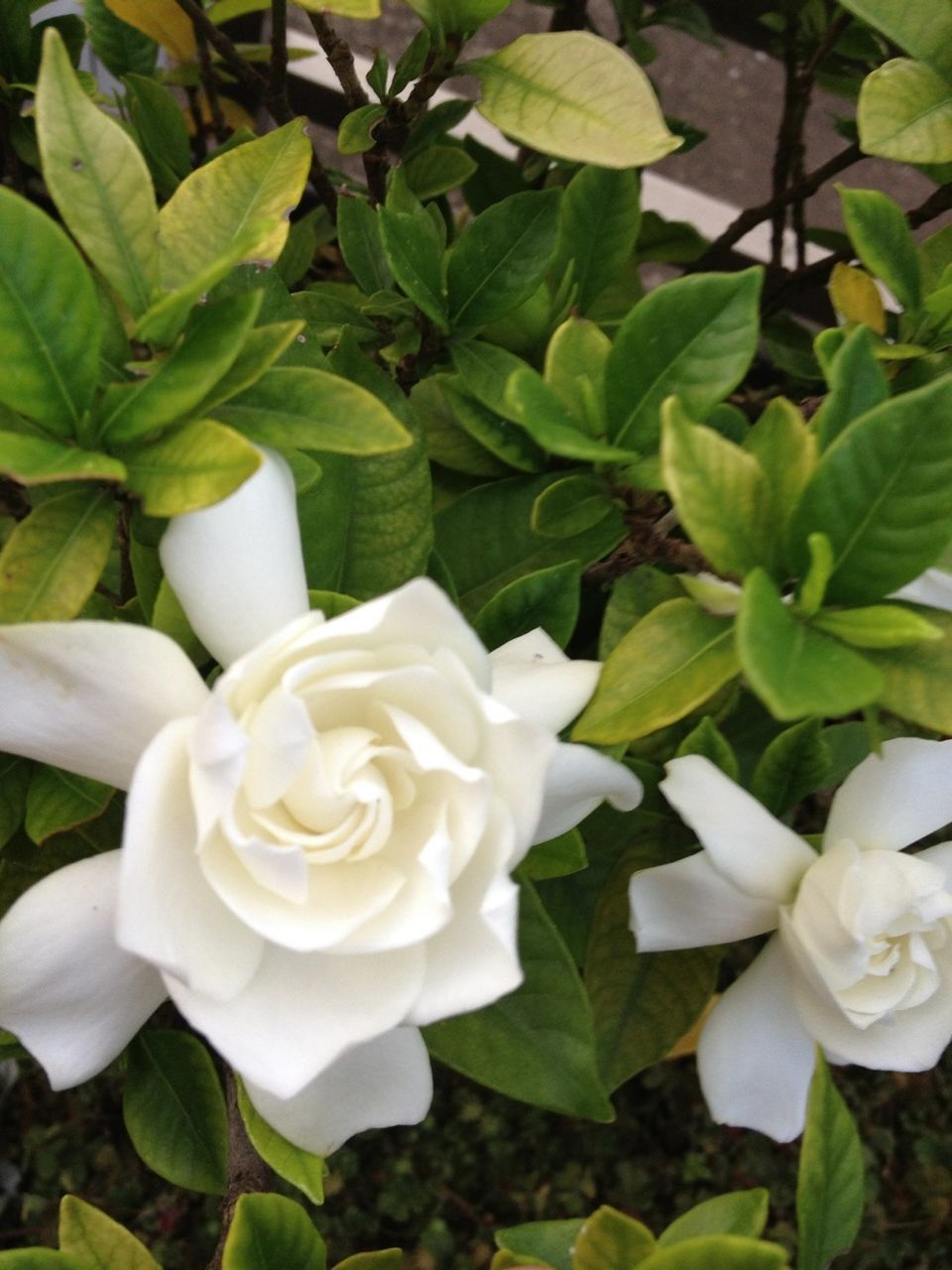 flower, petal, freshness, fragility, growth, flower head, white color, beauty in nature, leaf, nature, blooming, plant, close-up, high angle view, in bloom, white, green color, blossom, park - man made space, outdoors