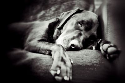 Dog resting on tiled floor