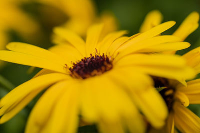 Close-up of yellow flower