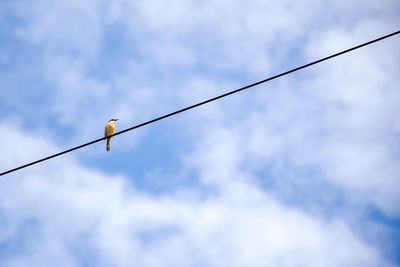 Low angle view of bird perching on cable against sky