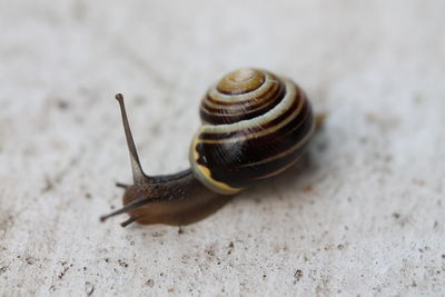 Close-up of snail