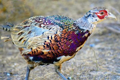 Ringneck pheasant