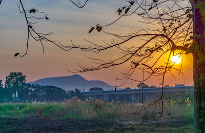 View of birds on land against sky during sunset