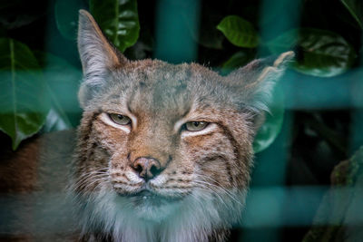 Close-up portrait of a cat