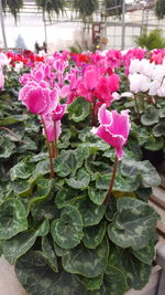 Close-up of pink flowers blooming outdoors