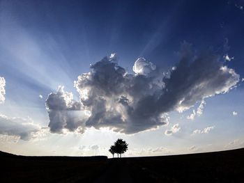 Silhouette plant on field against sky