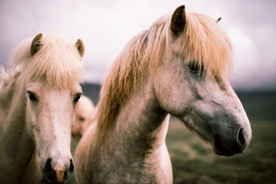 Close-up of horses