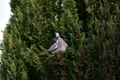 Seagull perching on a tree