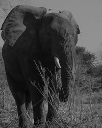 View of elephant on field