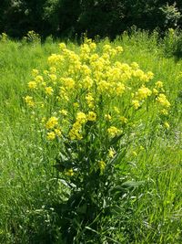 Yellow flowers blooming on field