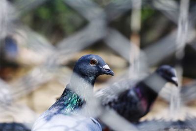 Close-up of bird