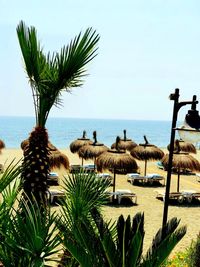 Palm trees on beach against sky