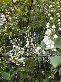 Close-up of white flowering tree