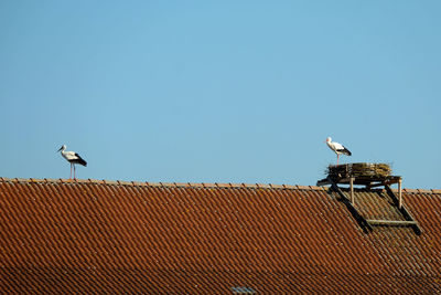 Low angle view of white storks perching on roof against building