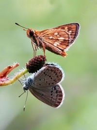 Close-up of insect perching on leaf