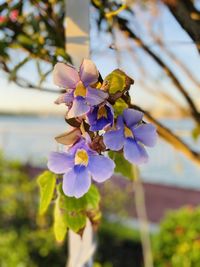 Close-up of purple flowering plant