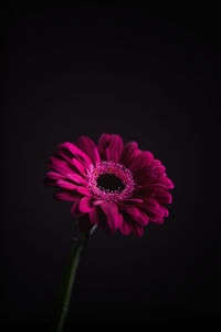 Close-up of pink flower against black background