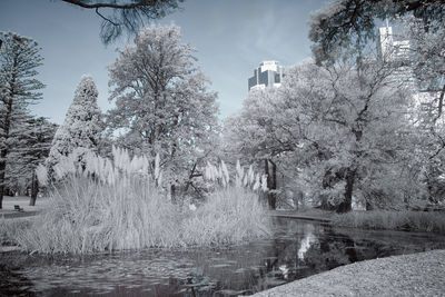Trees by lake against sky
