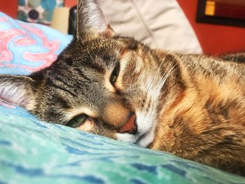 Close-up of cat sleeping on bed